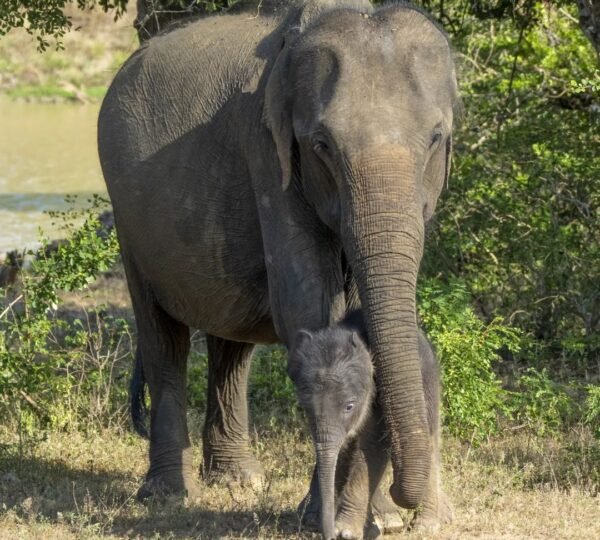 Elephant Yala National Park