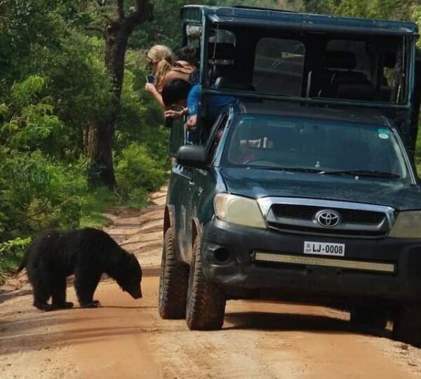 Bear Yala National Park